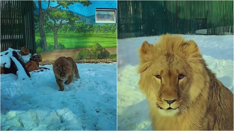 Игры львенка Симбы в снегу сняли на видео в зоопарке Алматы