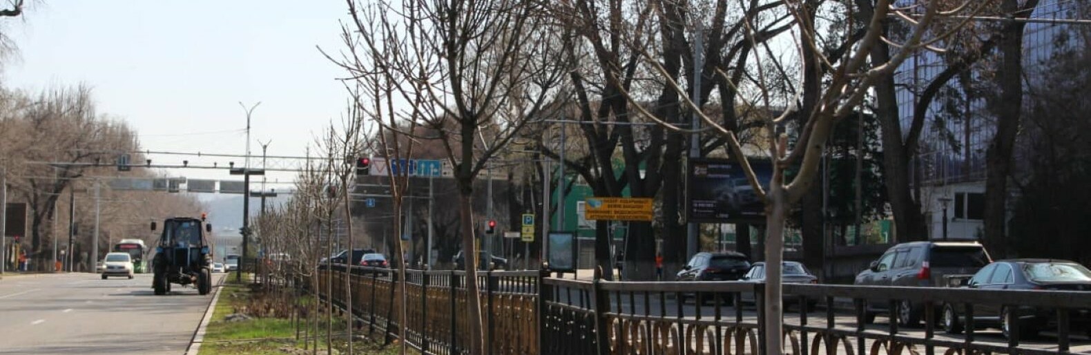 250 ясеней посадят на разделительной полосе проспекта Абая в Алматы